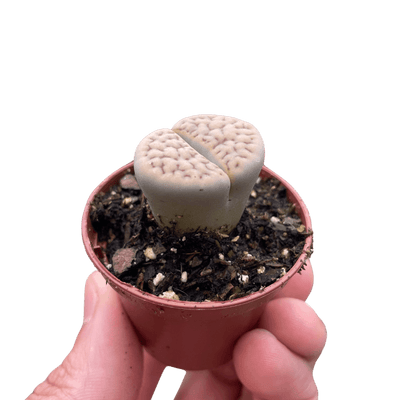 Lithop Living Stone
