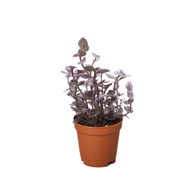Tradescantia Callisia 'Pink Panther'