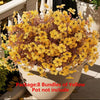 EcoBloom Outdoor Flower Set