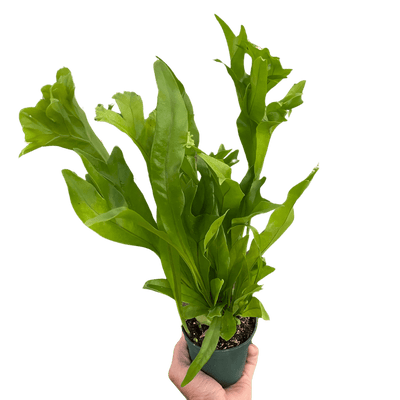 Fern 'Green Flame'