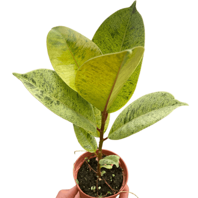 Ficus 'shivereana' (Moonshine)