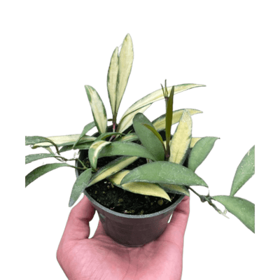 Hoya Wayetii Variegated