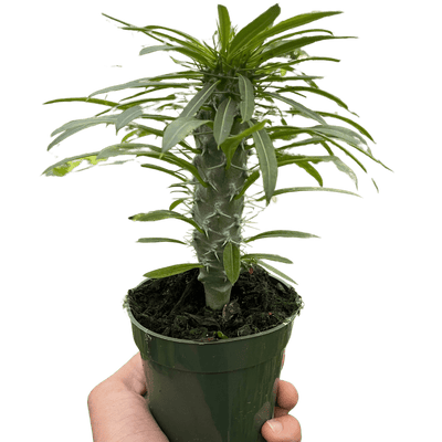 Pachypodium 'lamerei' (Madagascar Palm)