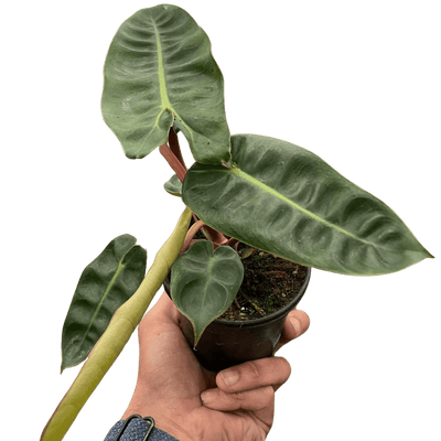 Philodendron 'Billietiae'
