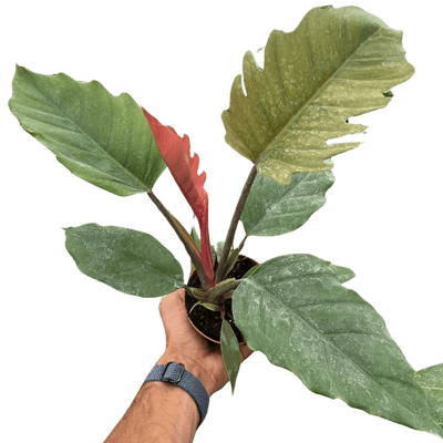 Philodendron Choco Empress