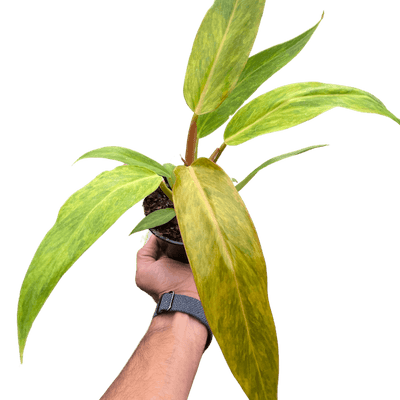 Philodendron 'Orange Marmalade'