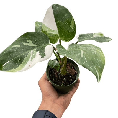 Philodendron 'White Princess'