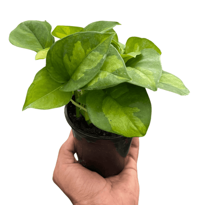 Pothos 'Global Green'