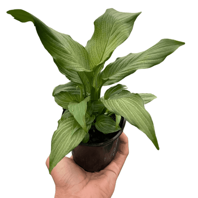 Spathiphyllum 'Platinum Mist'