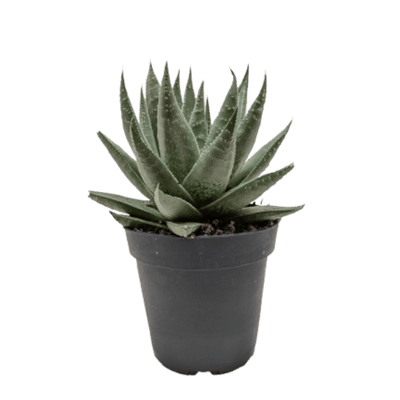 Succulent Haworthia Savanna