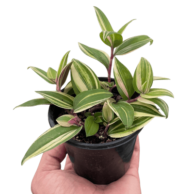 Tradescantia 'Tricolor'