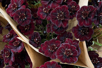 Chocolate Cosmos Seeds - 200 Rare Flower Seeds - USA Grown - - Vanilla Scented - Dark Blooms - Butterfly Attractor