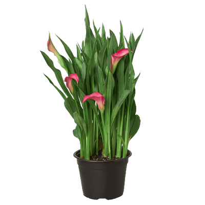 Calla Lily | Elegant Flowering Plant in Multiple Colors | House Plant Shop