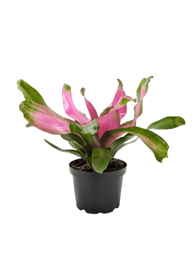 Bromeliad Donna | Pink Flowering Tropical Plant | House Plant Shop