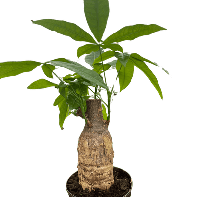 Money Tree 'Guiana Chestnut' Pachira Stump