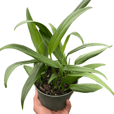 Pothos 'Silver Streak'