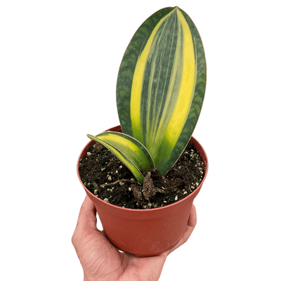 Variegated Shark Fin Snake Plant