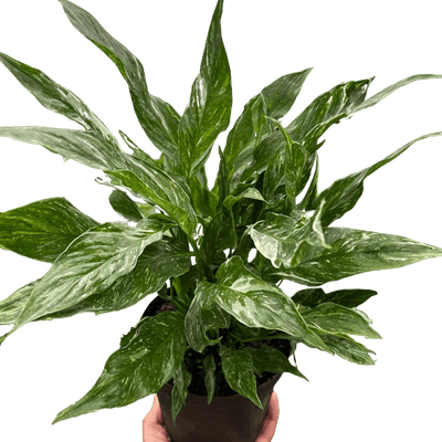Variegated Spathiphyllum 'Domino'