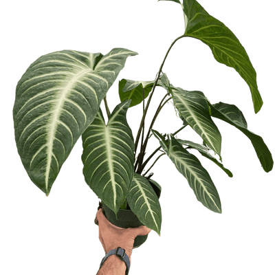 Xanthosoma 'Lendenii'