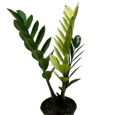 Zamioculcas 'Chameleon'