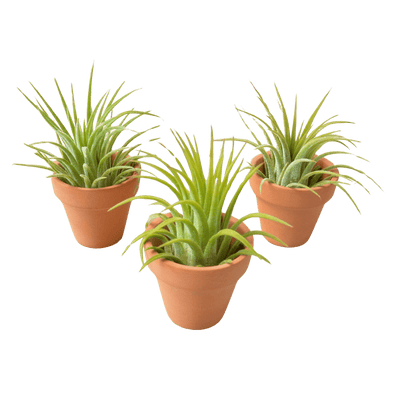 3 Ionantha Air Plants with Mini Terra Cotta Pots