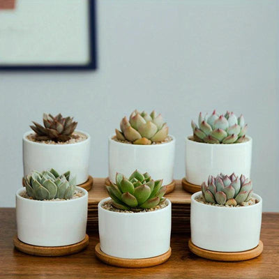 Ceramic Succulent Planter with Drainage Hole & Tray