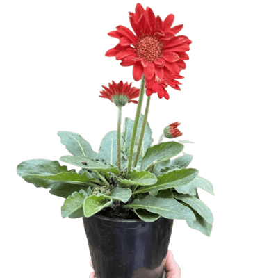 Gerbera Sweet Love Red