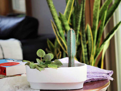 Art Decor Oval Planter By Plantatorem