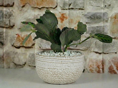 Pebble Beach Bowls