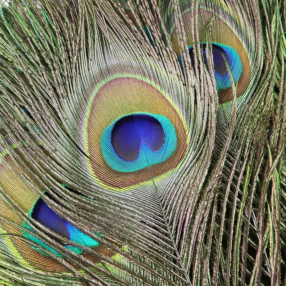 10/20/50PCS Natural Big Eyes Peacock Feathers 25-65CM for Wedding Home Table Center Vase Decoration Accessories Crafts Plume