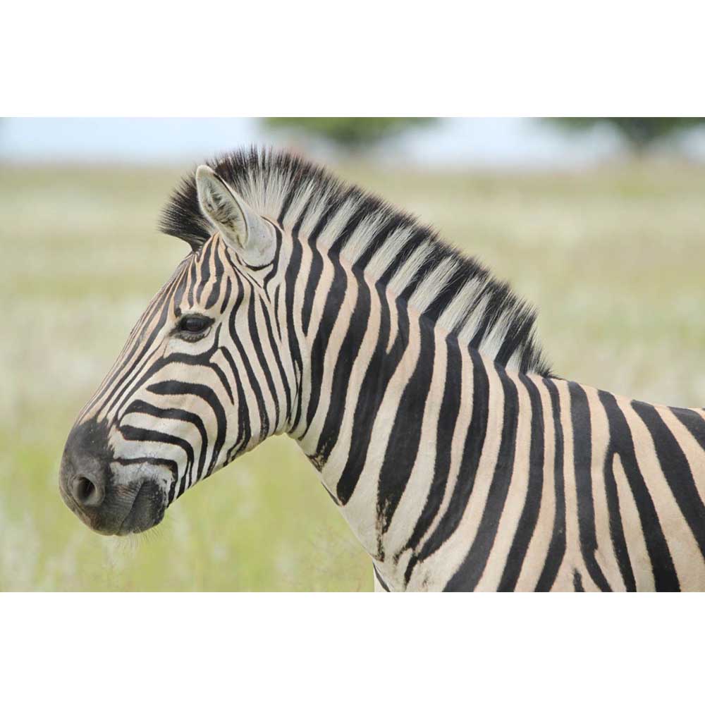 Boer Zebra Profile Wall Decal (5 Sizes Available)