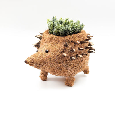 Hedgehog Planter - Coco Planter