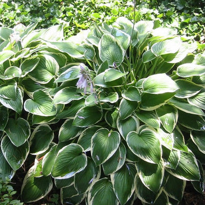 Francee Hosta