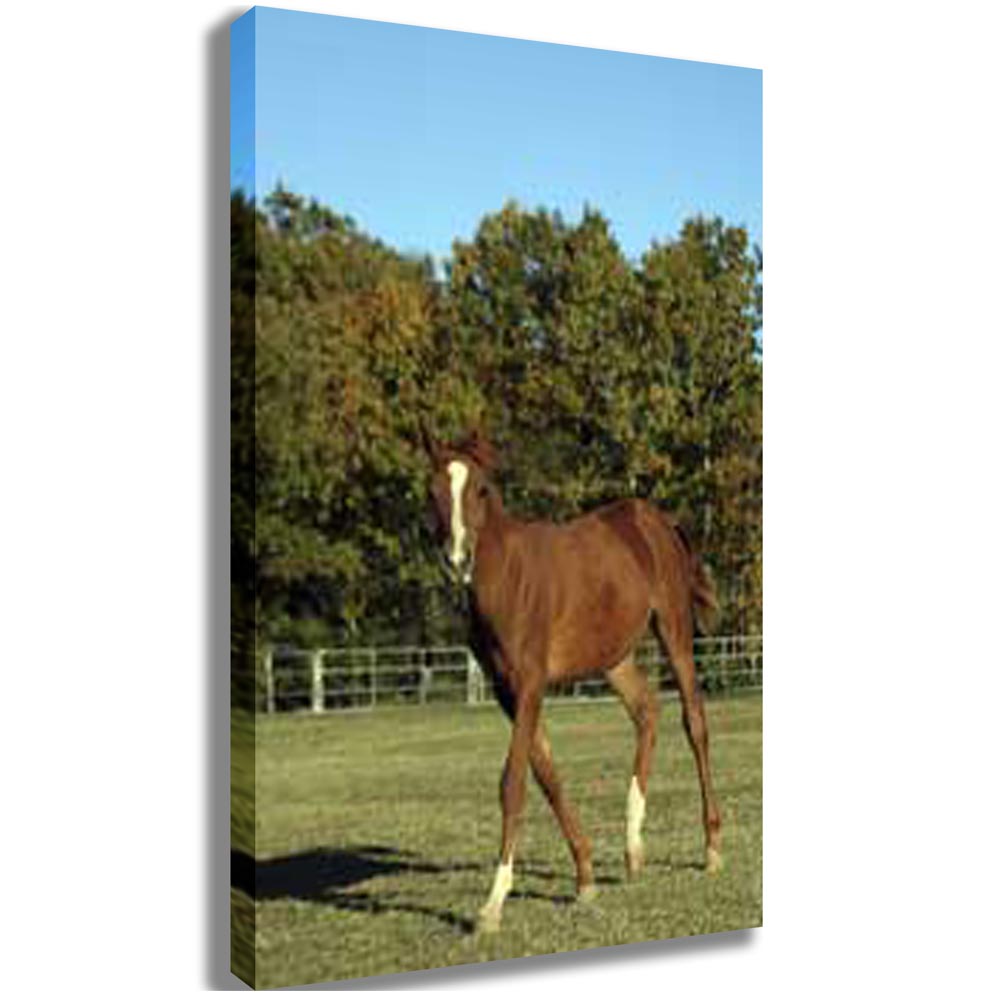 Horse Portrait Canvas Print (2 Sizes Available)