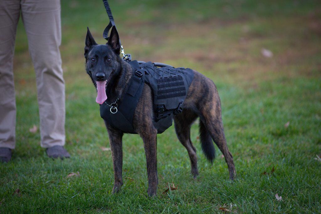 Titan K-9 Vest 1.0 (Harness only)