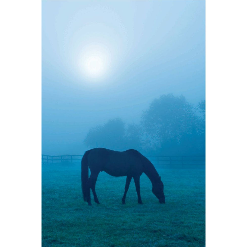 Morning Mist Horse Wall Decal (5 Sizes Available)