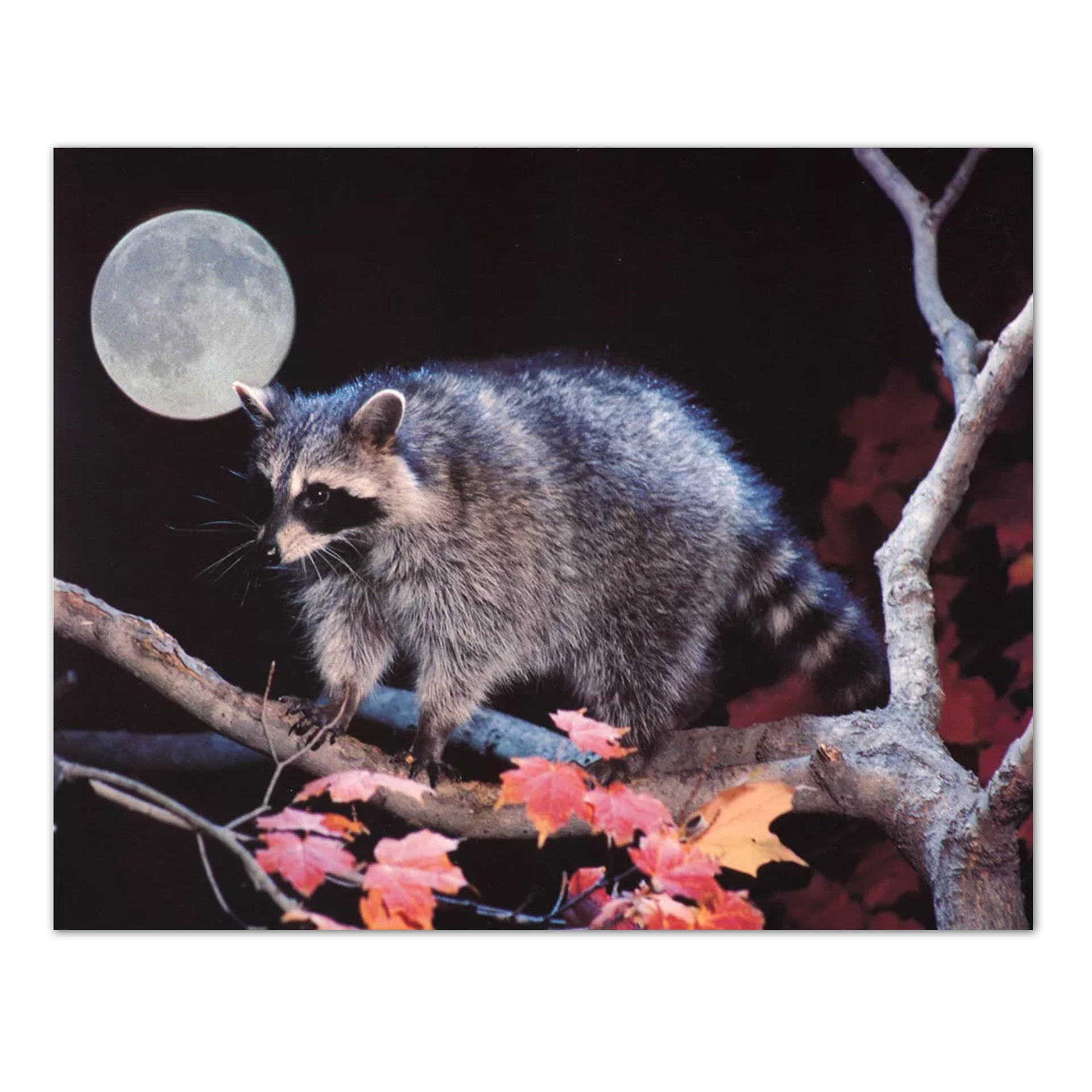 Raccoon Art Print – 8x10 Inch Tree Climbing Wildlife Wall Art With Full Moon