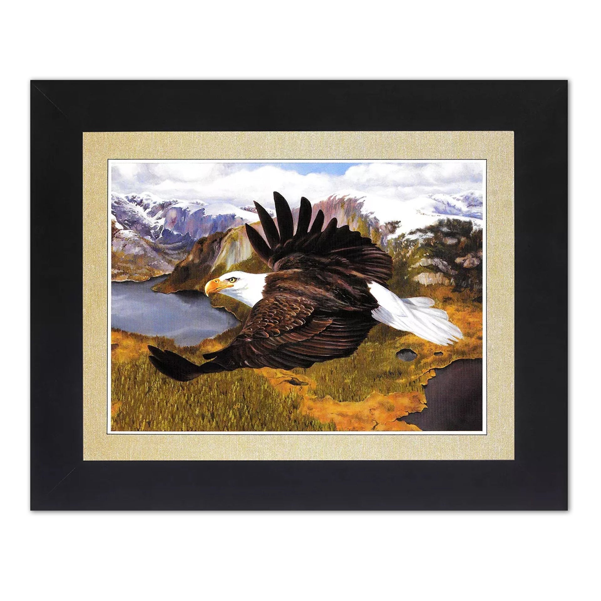 Framed Art Print - American Bald Eagle in Flight with Black Wood Frame 8x10