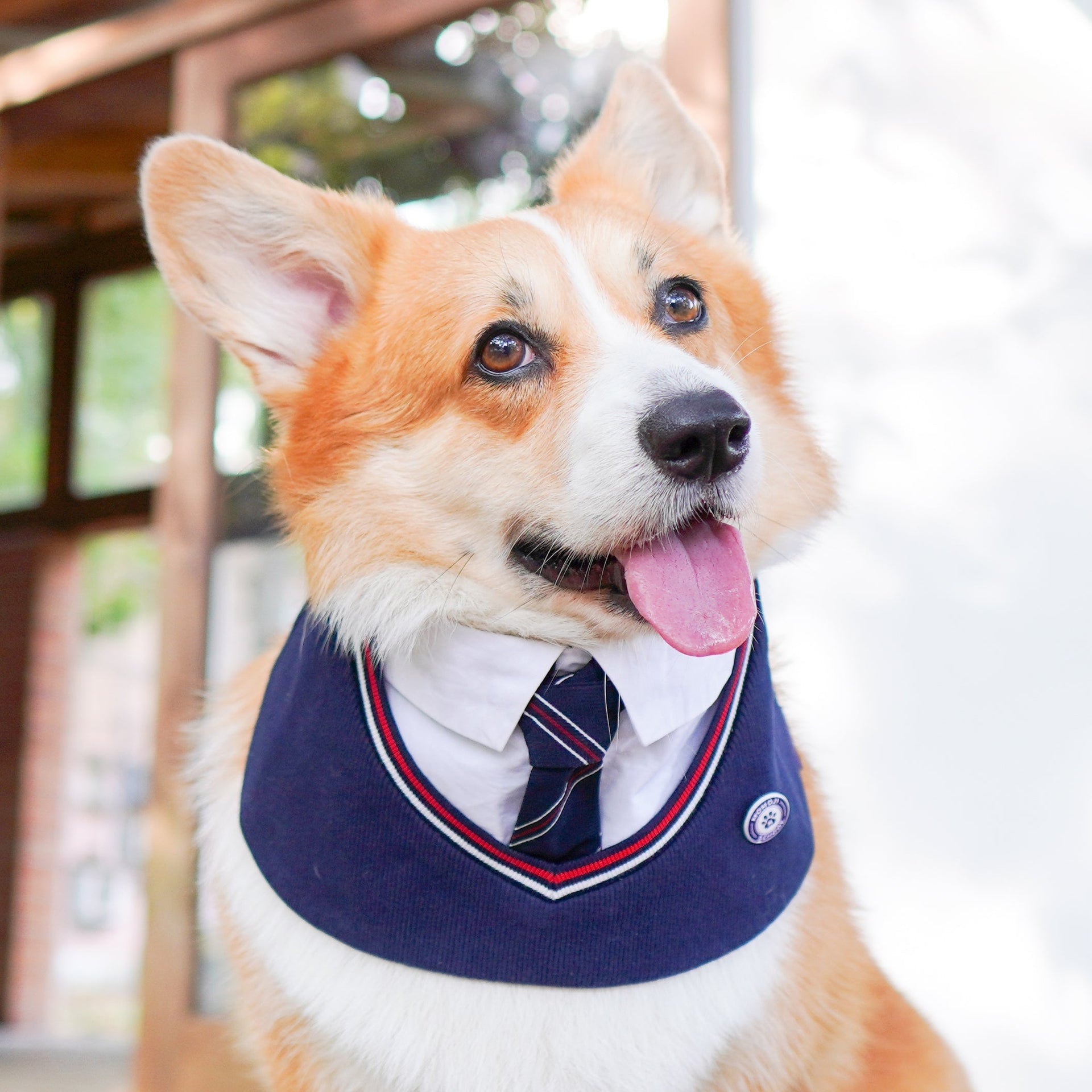 Stephen | Pet Bib Momoji Canada
