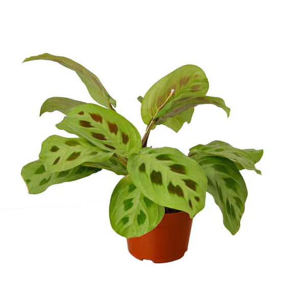 Maranta 'Leuconeura' - Gifts for You 'n Me