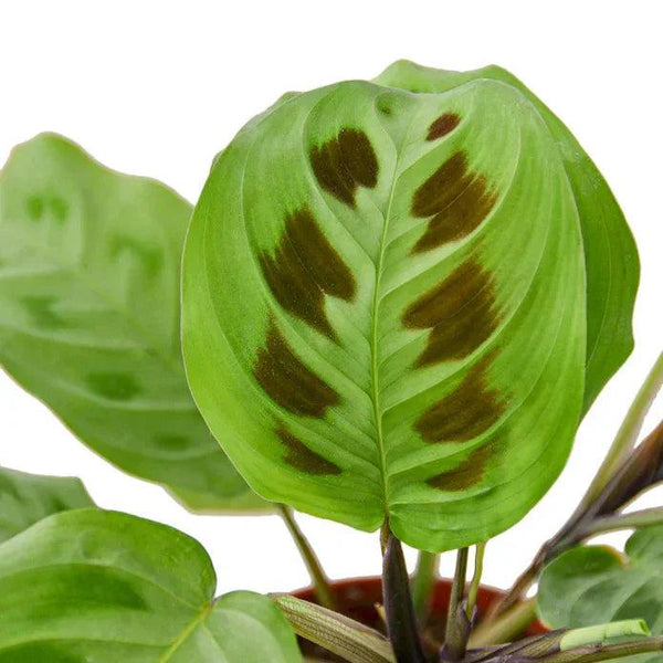 Maranta 'Leuconeura' - Gifts for You 'n Me