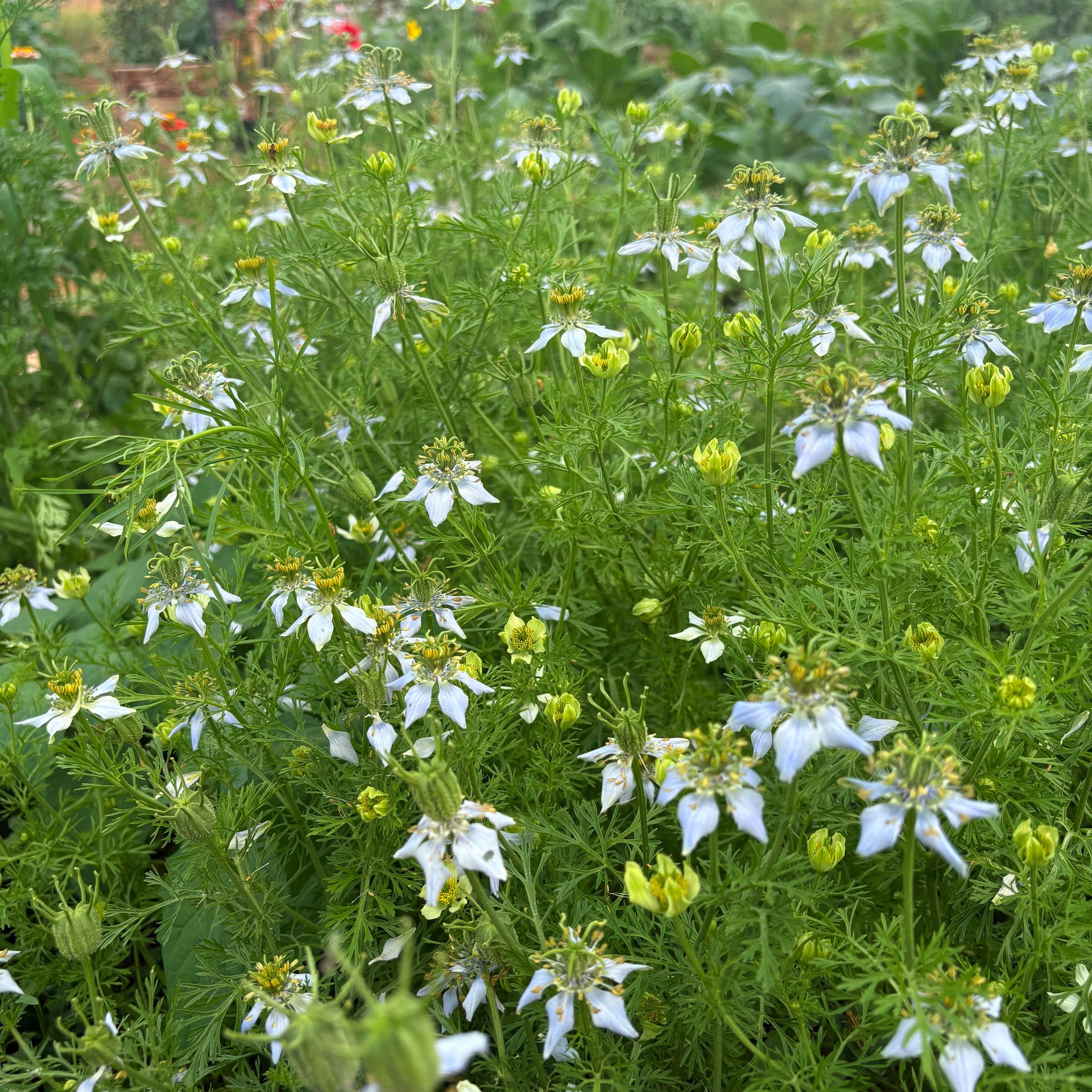 BLACK SEED OIL - private reserve, cold pressed, unfiltered