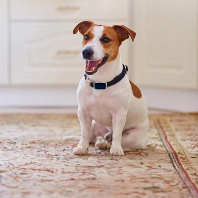 G12 Smart GPS pet tracker: Mini, waterproof, anti - loss collar for dogs & cats