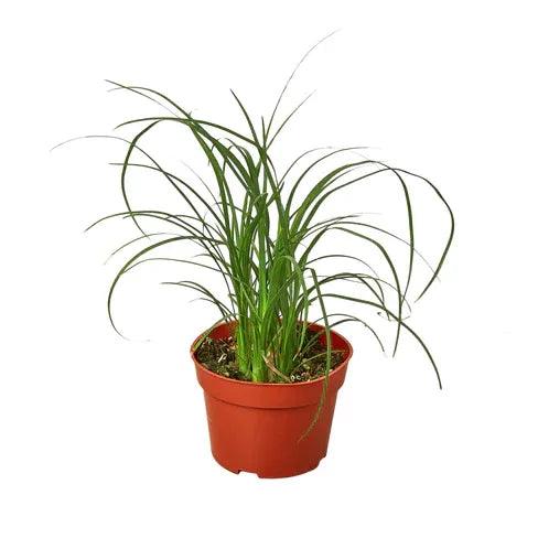 Palm Ponytail - Gifts for You 'n Me