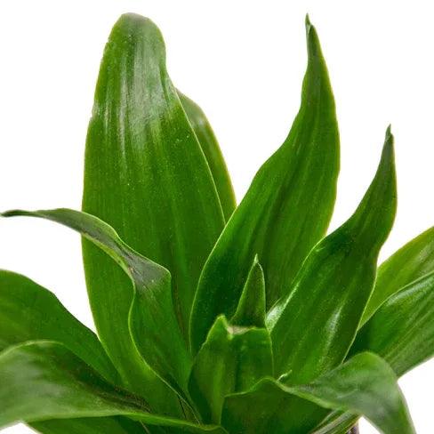 Dracaena 'Janet Craig' - Gifts for You 'n Me
