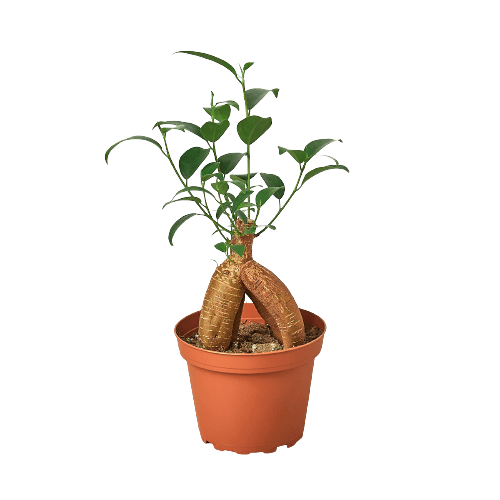 Ficus 'Ginseng'