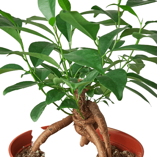 Ficus 'Ginseng'