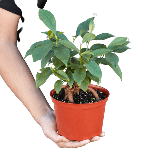 Ficus 'Ginseng'