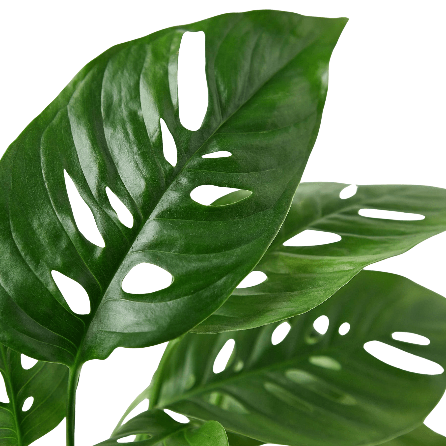 Monstera Adansonii Swiss Cheese | Easy Care Vining Plant | House Plant Shop