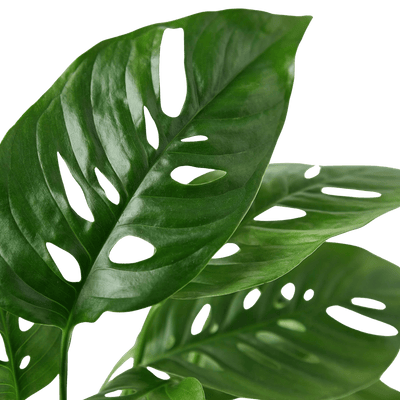 Monstera Adansonii Swiss Cheese | Easy Care Vining Plant | House Plant Shop